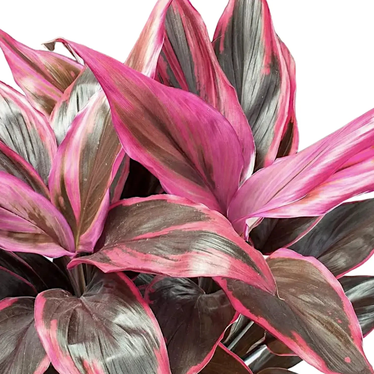 Cordyline fruticosa 'Tango' leaf close-up on white background.