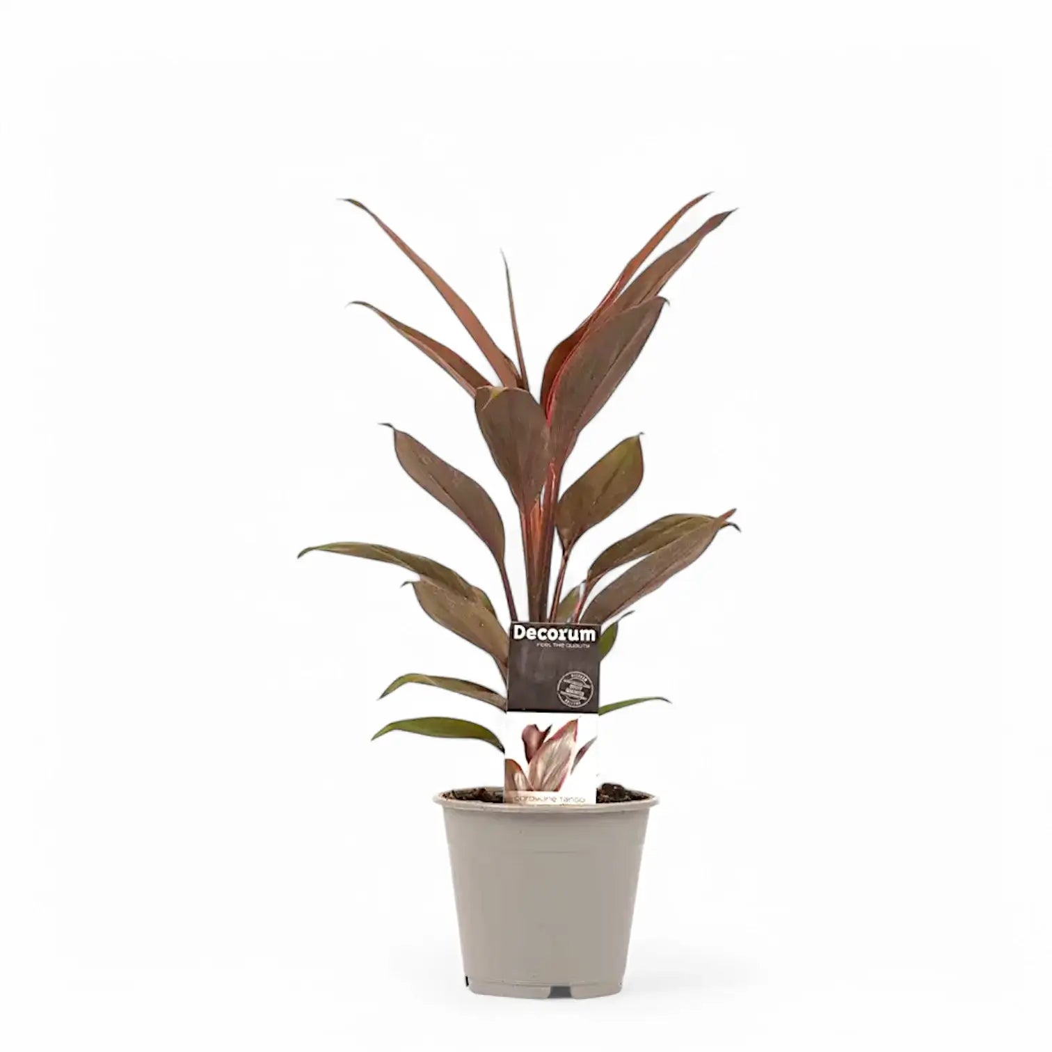 Cordyline fruticosa 'Tango' potted houseplant in nursery pot on white background, product photo 2.