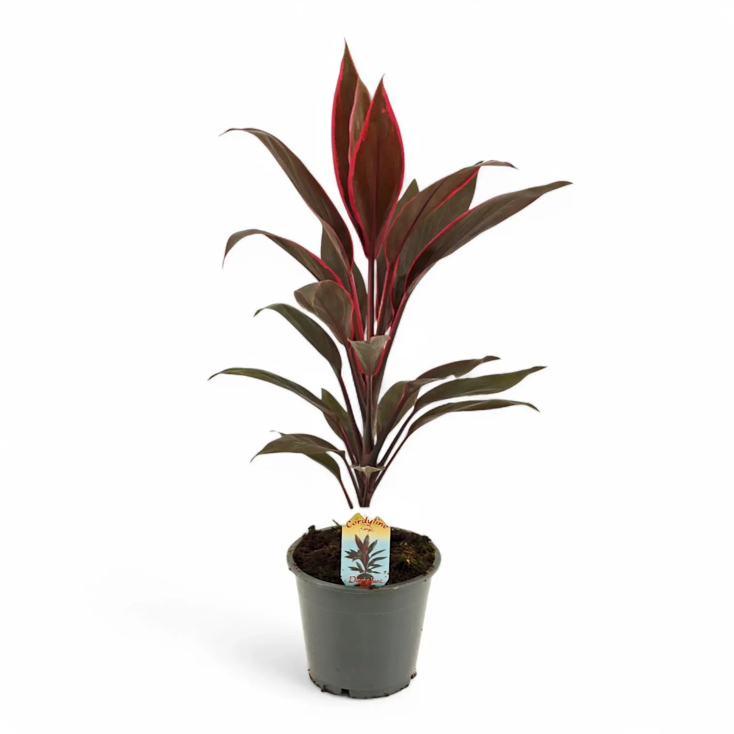 Cordyline fruticosa 'Tango' potted houseplant in nursery pot on white background, product photo 3.