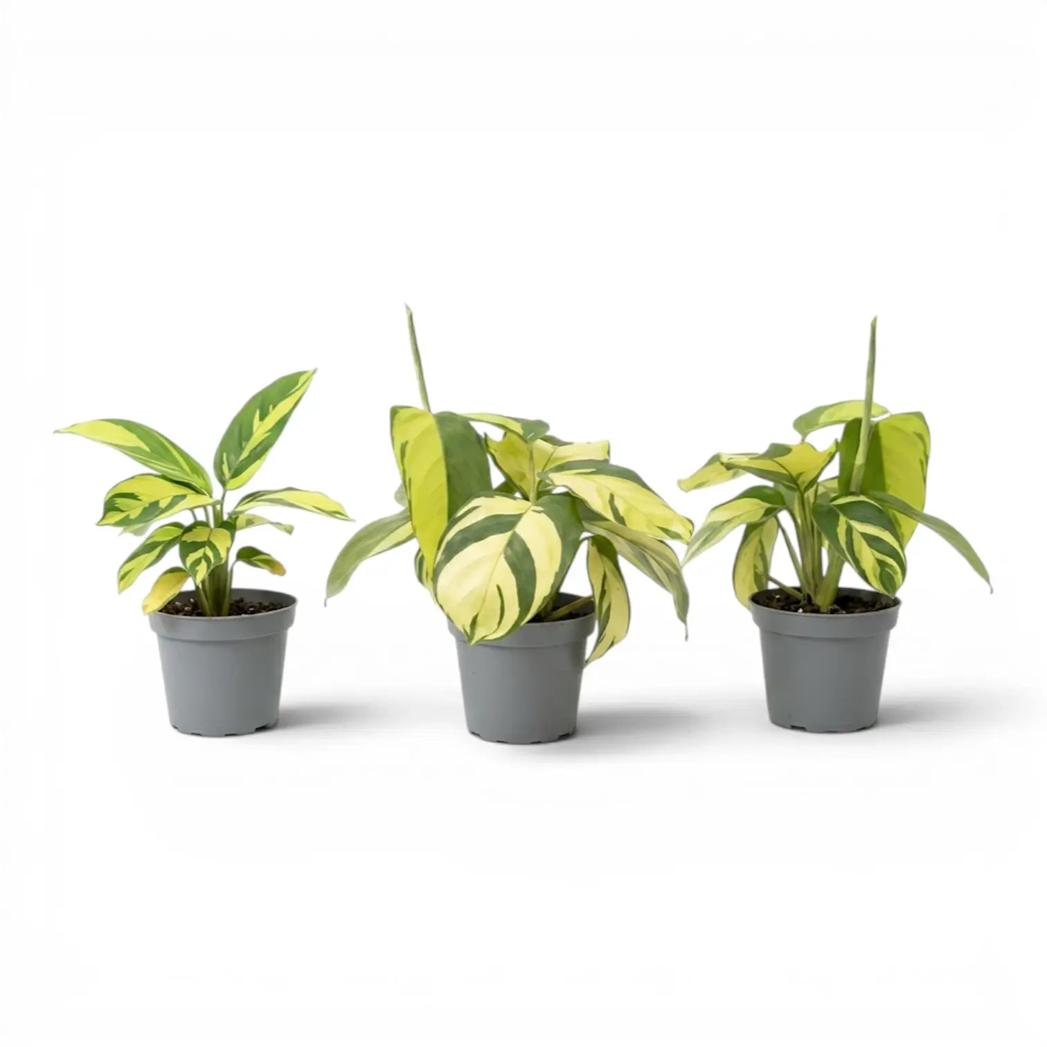 Ctenanthe lubbersiana Golden Mosaic Baby-Pflanze mit panaschierten Blättern im Kulturtopf.