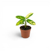 Ctenanthe lubbersiana Golden Mosaic Baby-Pflanze mit panaschierten Blättern im Kulturtopf.