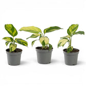Ctenanthe lubbersiana Golden Mosaic Baby-Pflanze mit panaschierten Blättern im Kulturtopf.