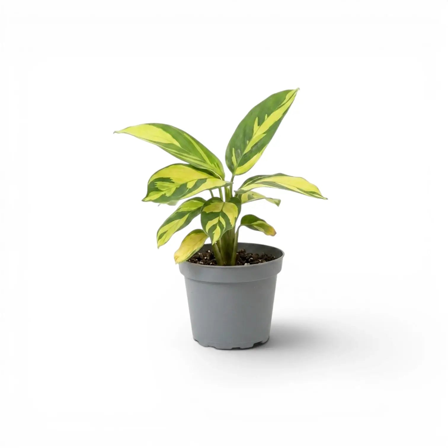 Ctenanthe lubbersiana Golden Mosaic Baby-Pflanze mit panaschierten Blättern im Kulturtopf.