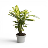 Ctenanthe lubbersiana Golden Mosaic XL-Pflanze im Kulturtopf.