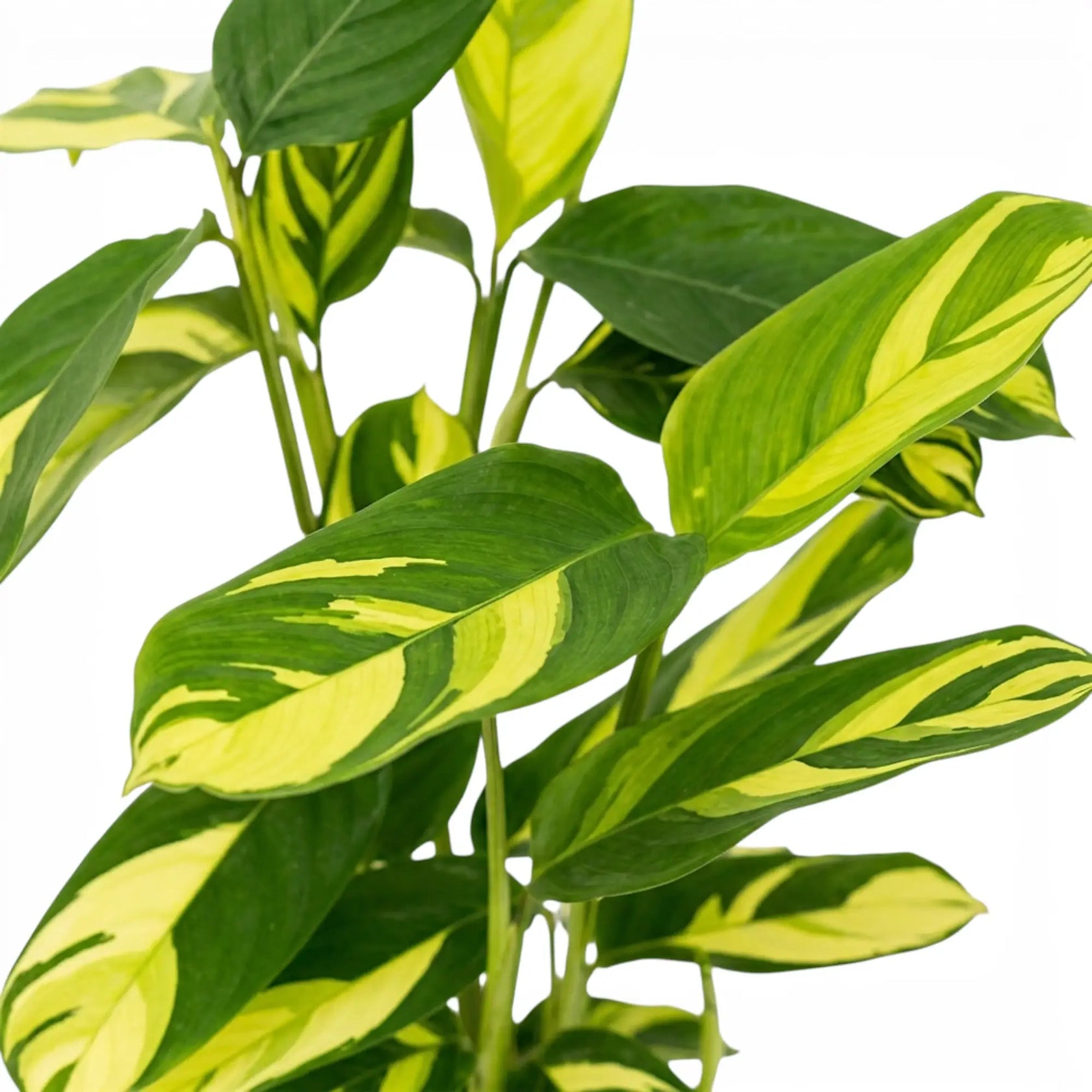 Ctenanthe lubbersiana Golden Mosaic Nahaufnahme der Blätter mit gelber Panaschierung.