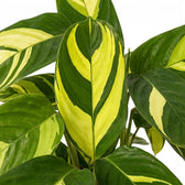 Ctenanthe lubbersiana Golden Mosaic Nahaufnahme der Blätter mit gelber Panaschierung.