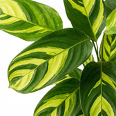 Ctenanthe lubbersiana Golden Mosaic Nahaufnahme der Blätter mit gelber Panaschierung.