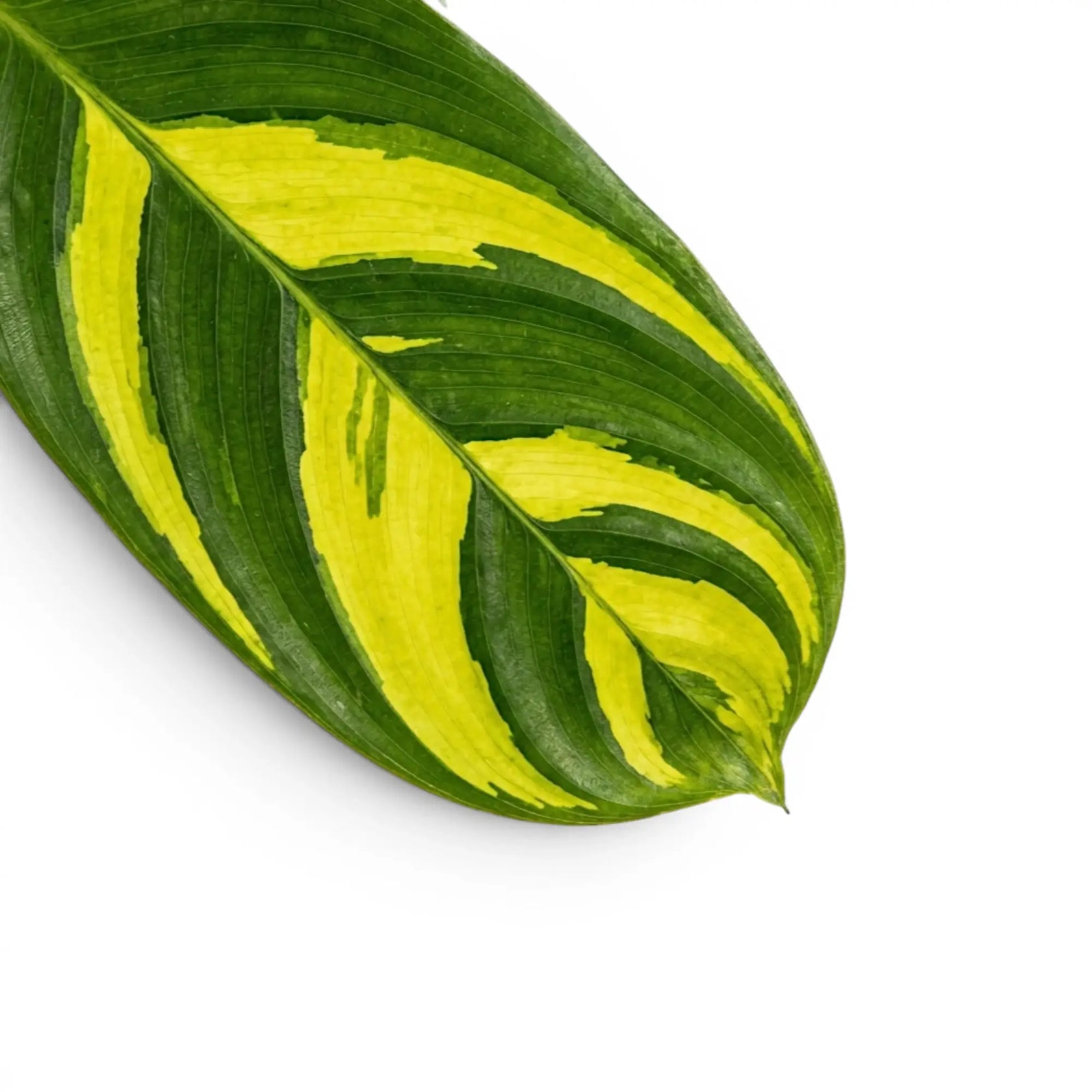 Ctenanthe lubbersiana Golden Mosaic Nahaufnahme der Blätter mit gelber Panaschierung.