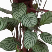 Close-up of Ctenanthe oppenheimiana leaves with silver-green stripes, dark veins and red-purple backs