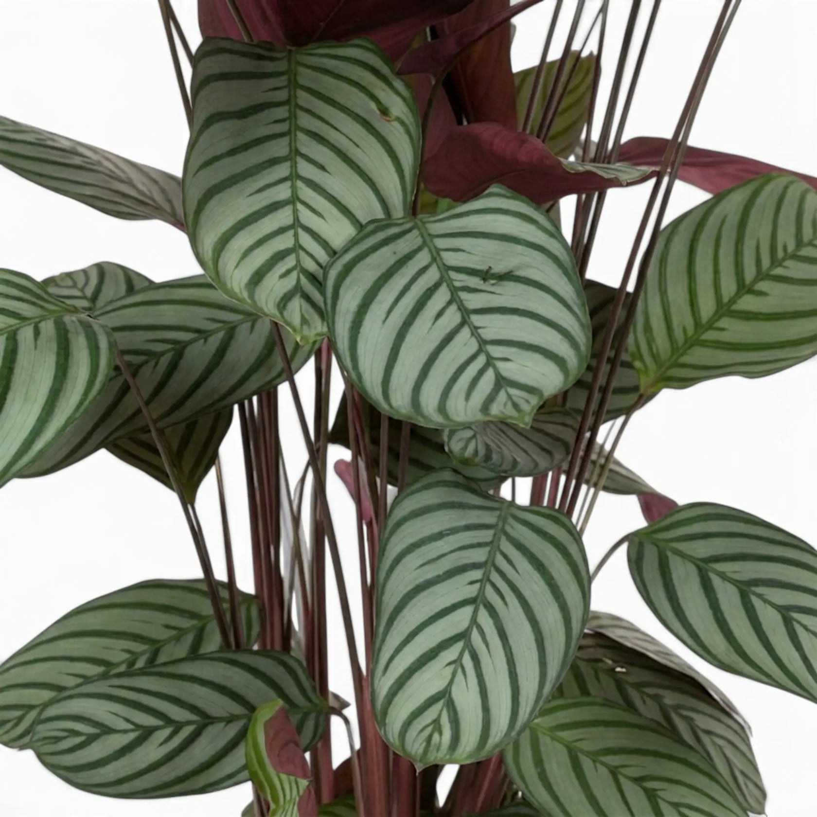 Close-up of Ctenanthe oppenheimiana leaves with silver-green stripes, dark veins and red-purple backs