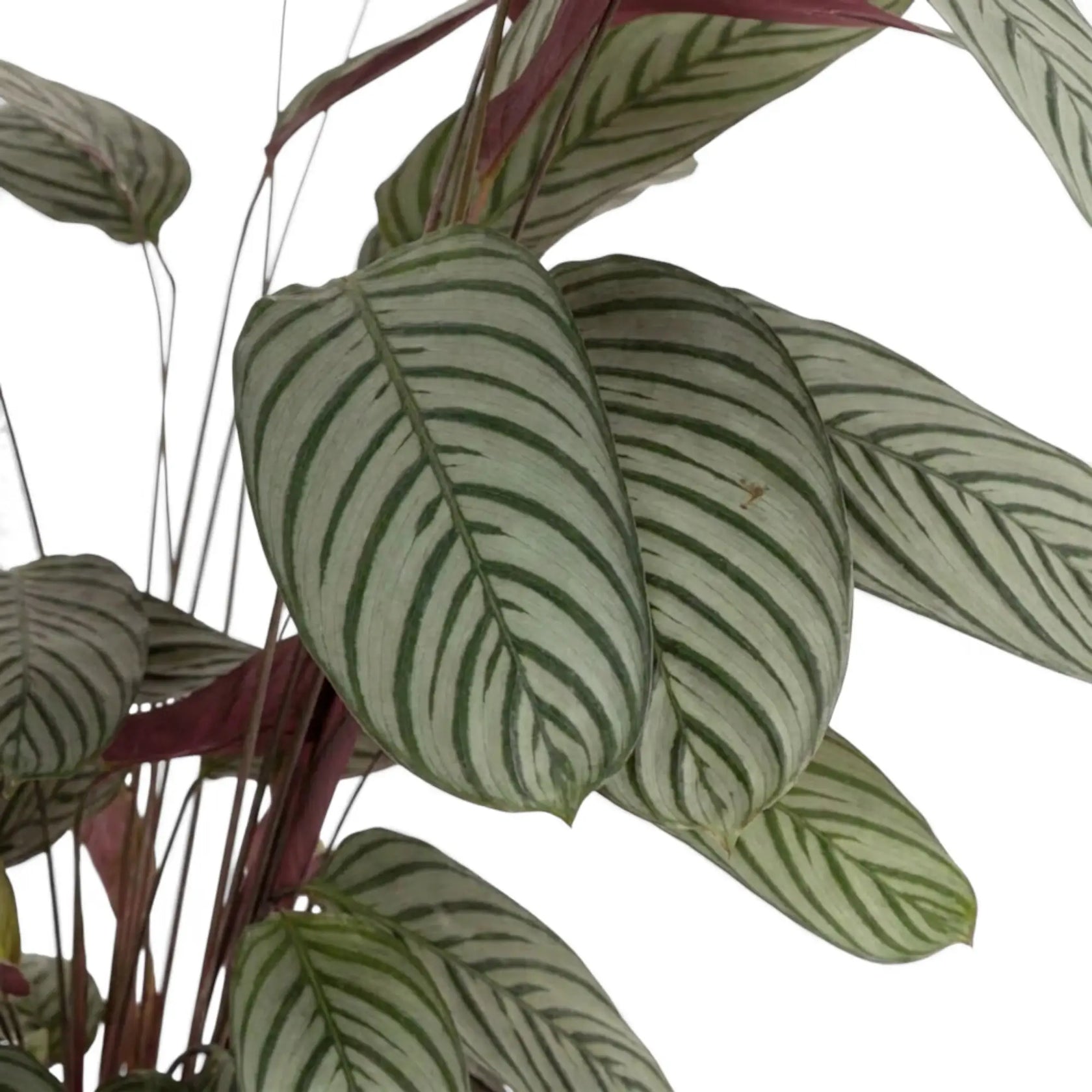 Close-up of broad Ctenanthe oppenheimiana leaves with dark green bands on a pale silver-green surface