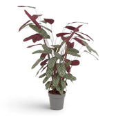 Ctenanthe oppenheimiana in a nursery pot, with striped green leaves and burgundy undersides