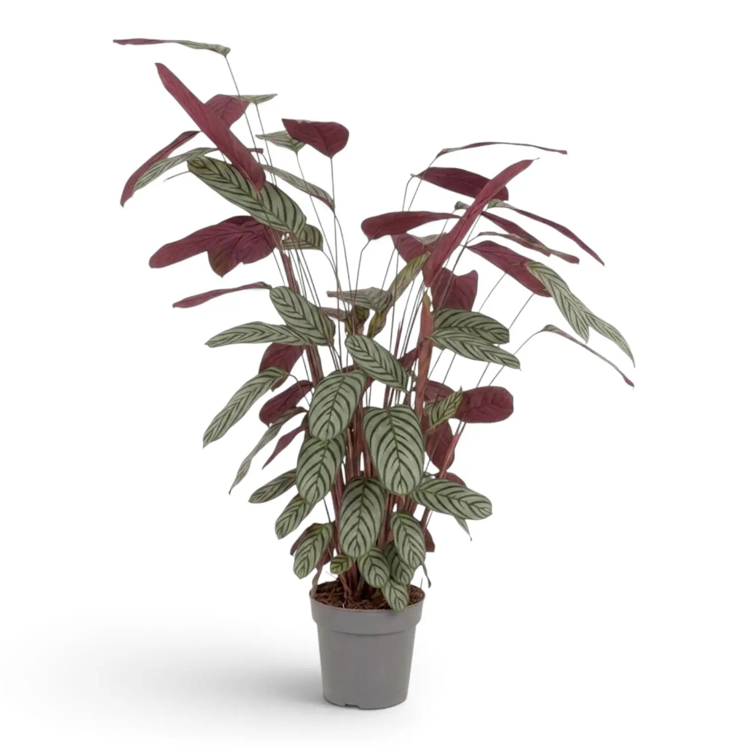 Ctenanthe oppenheimiana in a nursery pot, with striped green leaves and burgundy undersides