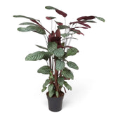 Ctenanthe oppenheimiana from a three-quarter angle, with broad striped leaves on slender red stems