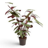 Side view of Ctenanthe oppenheimiana with arching striped leaves and burgundy leaf undersides