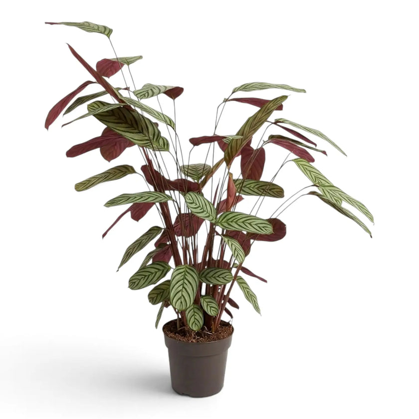 Side view of Ctenanthe oppenheimiana with arching striped leaves and burgundy leaf undersides