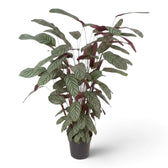 Full Ctenanthe oppenheimiana with layered silver-green leaves and red-purple undersides