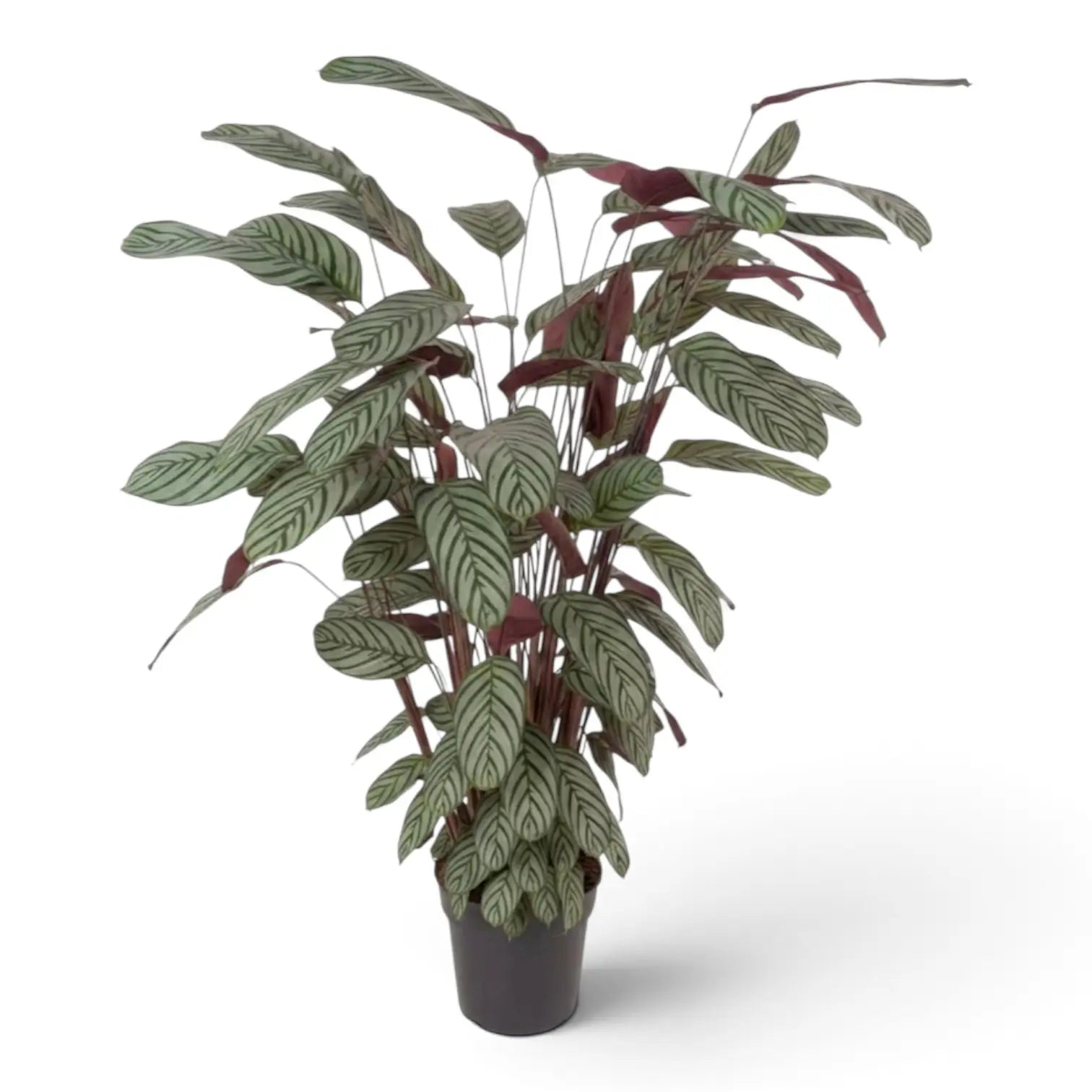 Full Ctenanthe oppenheimiana with layered silver-green leaves and red-purple undersides