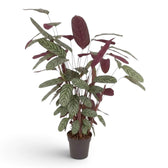 Ctenanthe oppenheimiana with upright stems, striped leaves and burgundy backs in a nursery pot