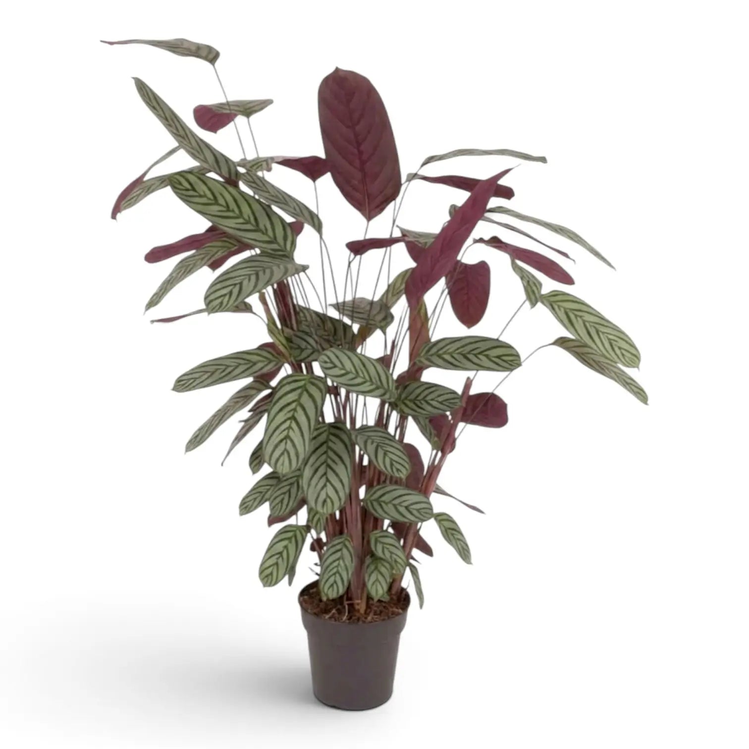 Ctenanthe oppenheimiana with upright stems, striped leaves and burgundy backs in a nursery pot