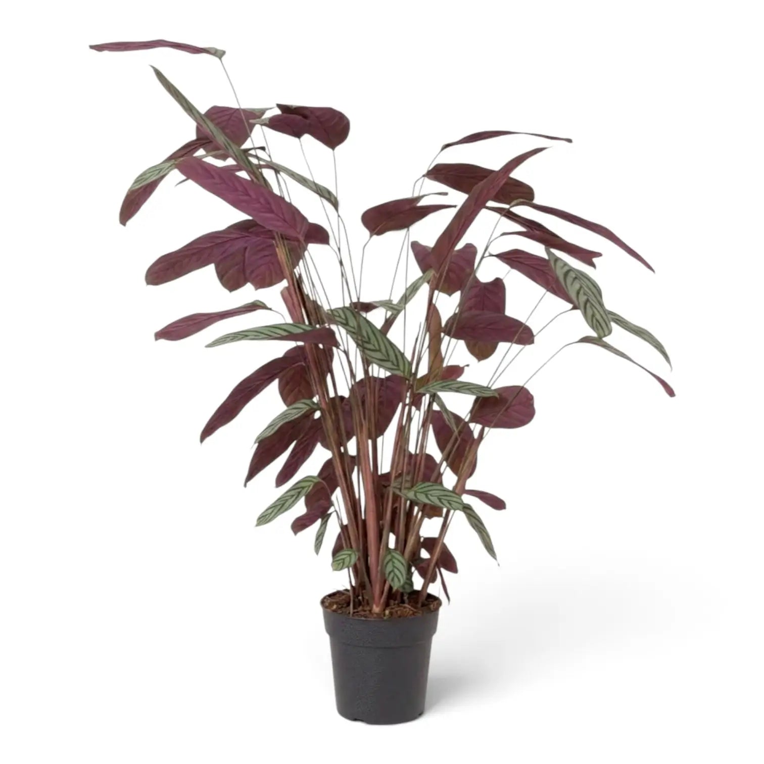 Ctenanthe oppenheimiana viewed from the side, with burgundy leaf backs prominent above the pot