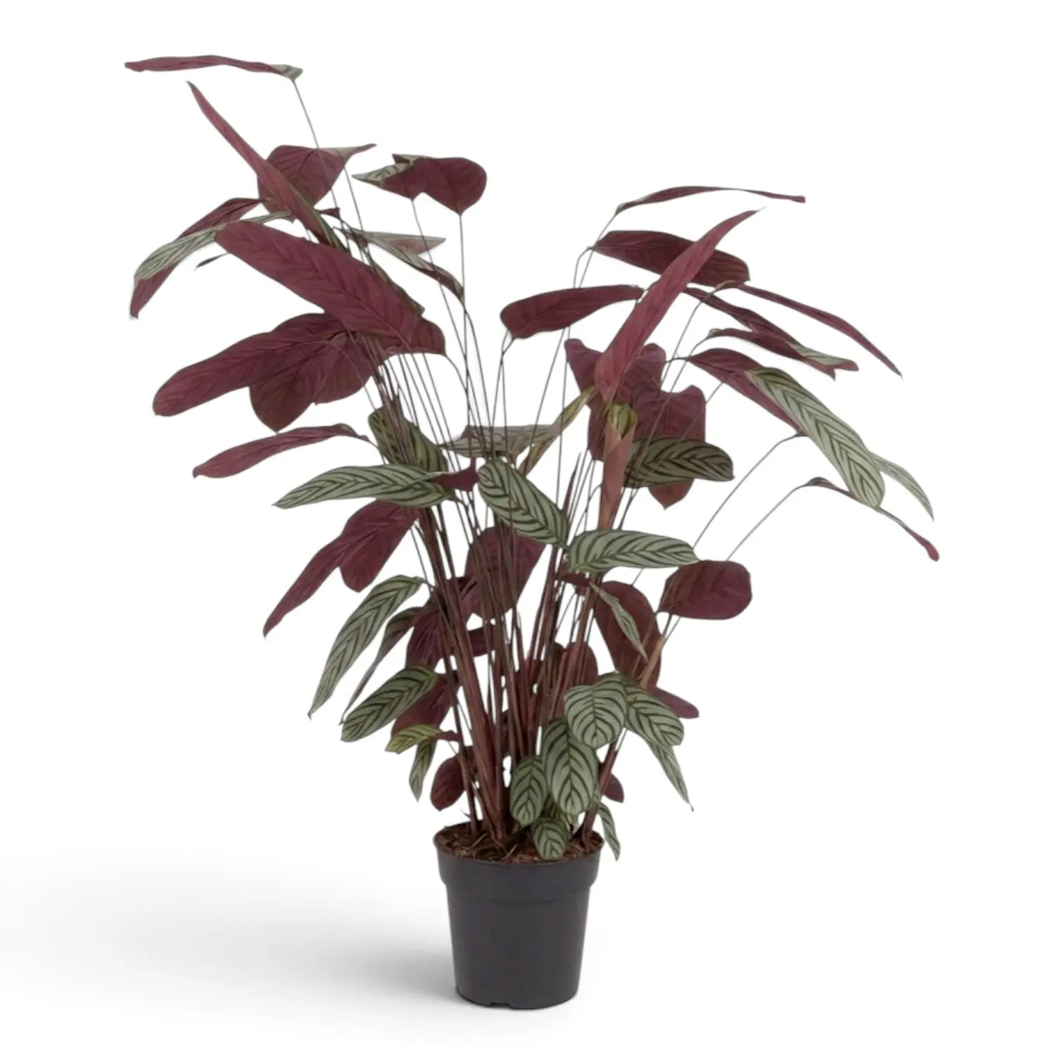 Rear view of Ctenanthe oppenheimiana with burgundy leaf backs and silver-green lower leaves