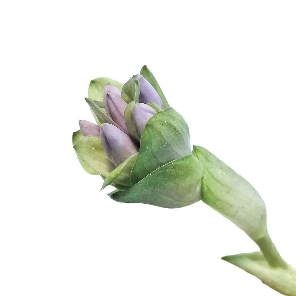 Cyanastrum cordifolium