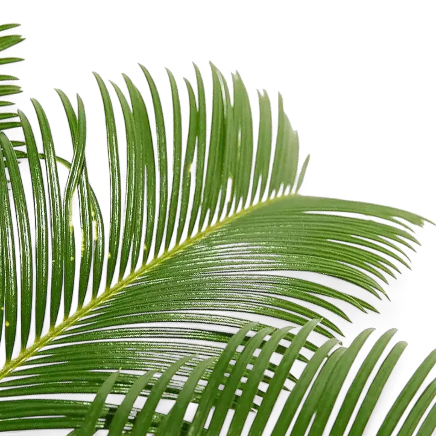 Cycas revoluta – Blattdetail vor weißem Hintergrund..