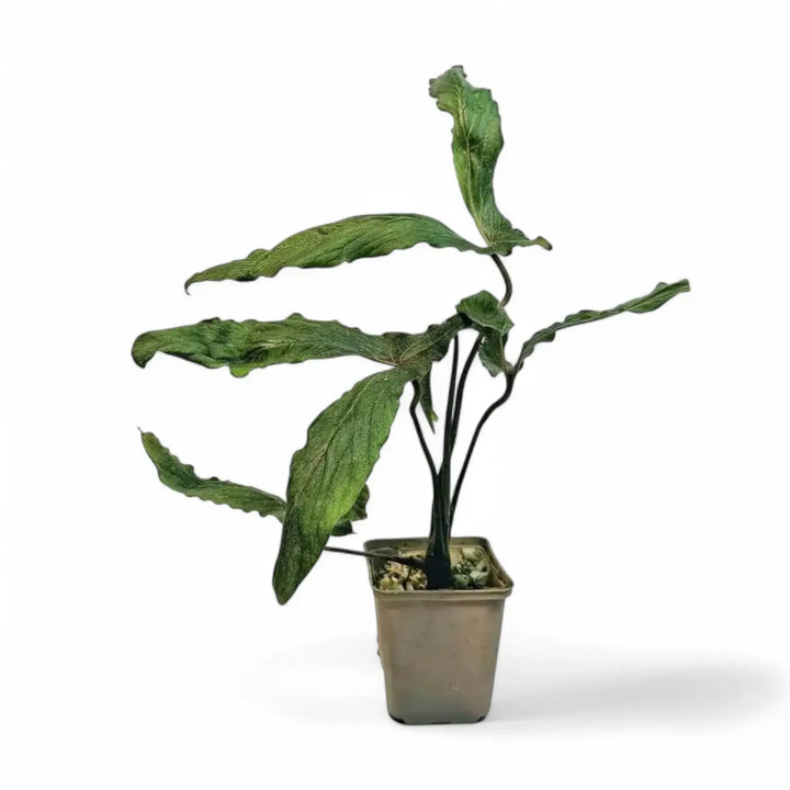 Cyrtosperma beccarianum potted houseplant in nursery pot on white background, product photo 2.