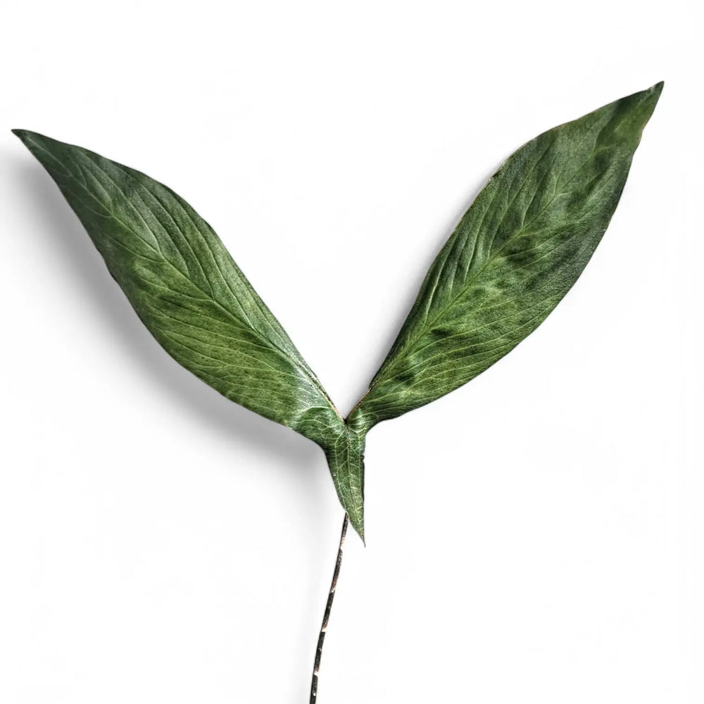 Cyrtosperma hambalii leaf close-up on white background.