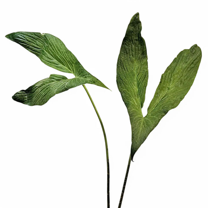 Cyrtosperma hambalii potted houseplant in nursery pot on white background, product photo 2.