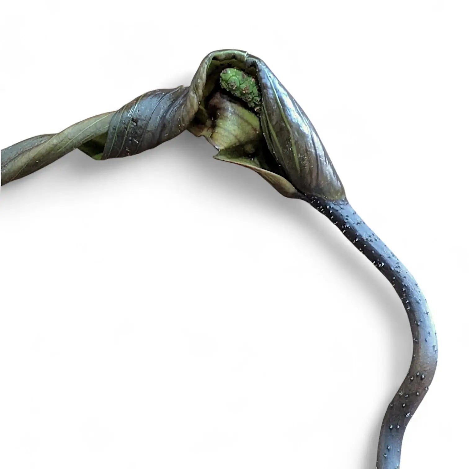 Cyrtosperma hambalii Zimmerpflanze im Anzuchttopf vor weißem Hintergrund, Produktfoto 3.