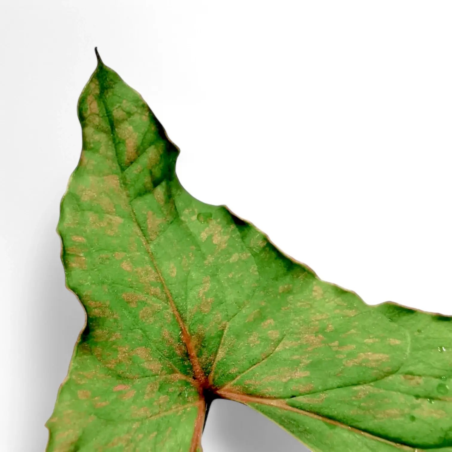Cyrtosperma sp. Papua leaf close-up on white background.