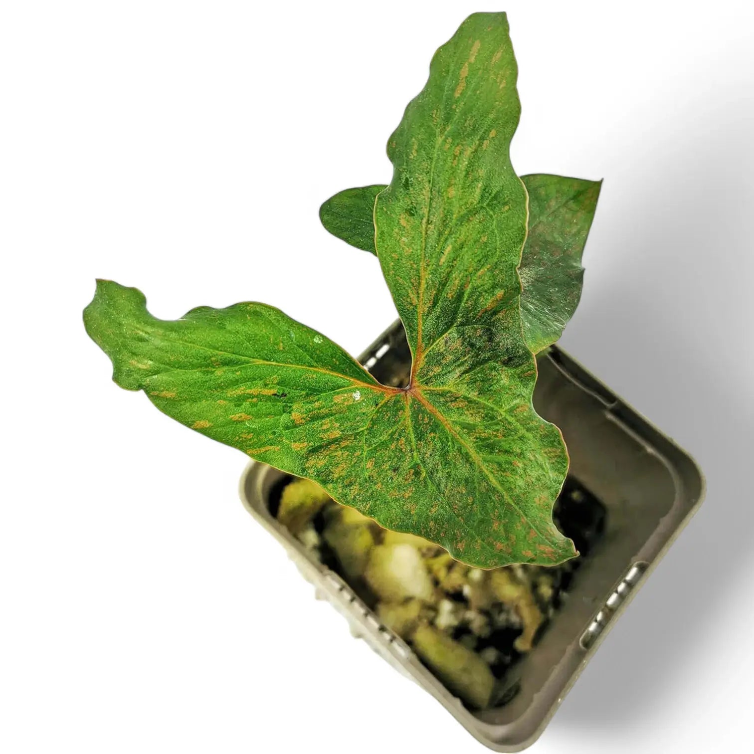 Cyrtosperma sp. Papua potted houseplant in nursery pot on white background, product photo 3.