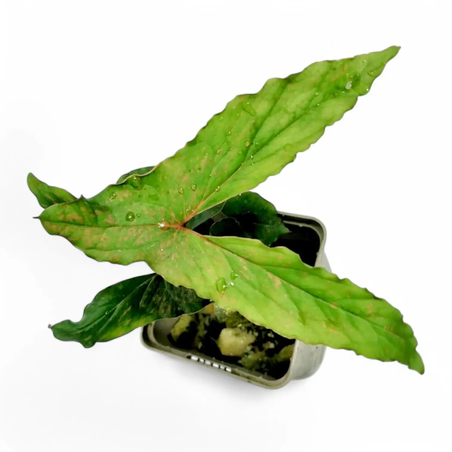 Cyrtosperma sp. Papua potted houseplant in nursery pot on white background, product photo 5.