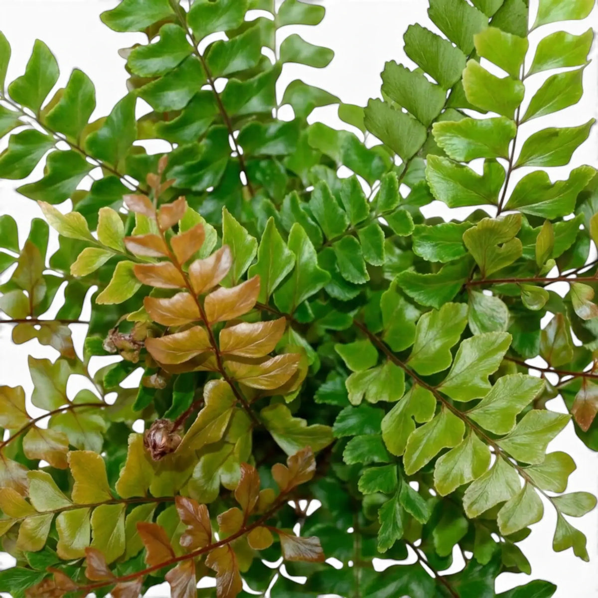 Close-up of a Didymochlaena sp. frond with neat wedge-shaped green leaflets