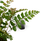 Mahogany Fern foliage detail showing the paired leaflets along a finely divided frond