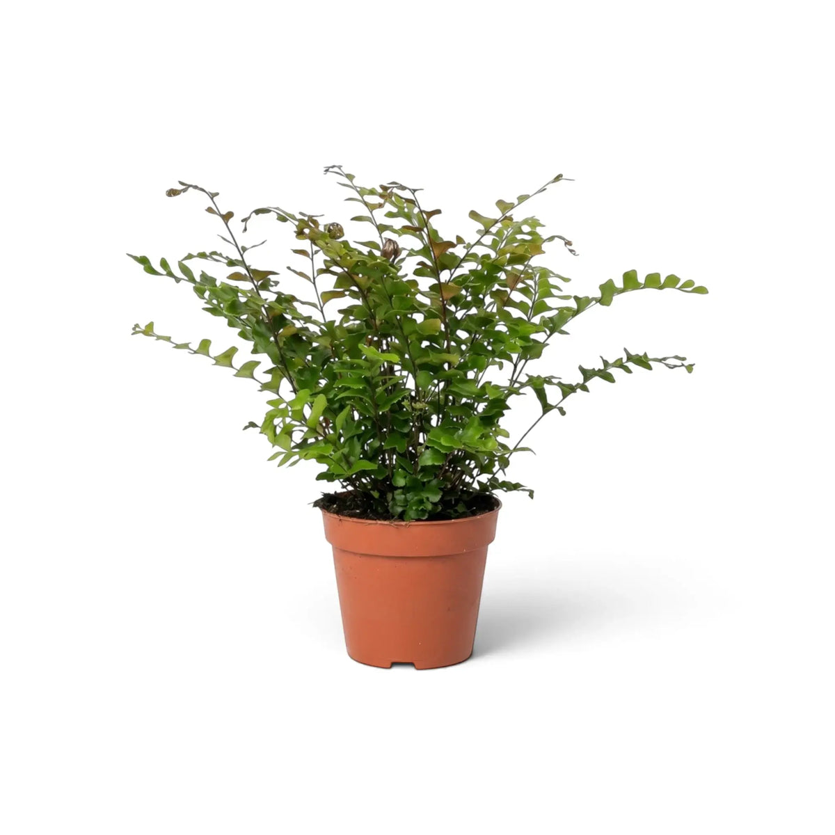 Didymochlaena sp. (Mahogany Fern) in a nursery pot, with broad arching finely divided fronds