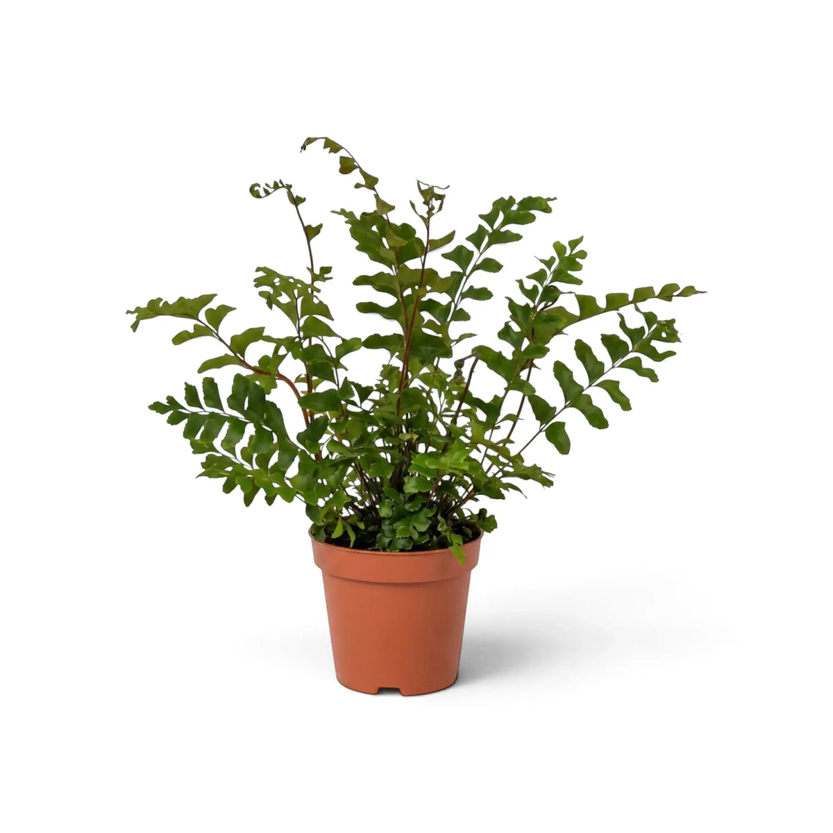 Didymochlaena sp. full plant with arching fronds made up of neat wedge-shaped leaflets