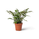 Mahogany Fern in a nursery pot, showing dense upright growth and finely divided green fronds