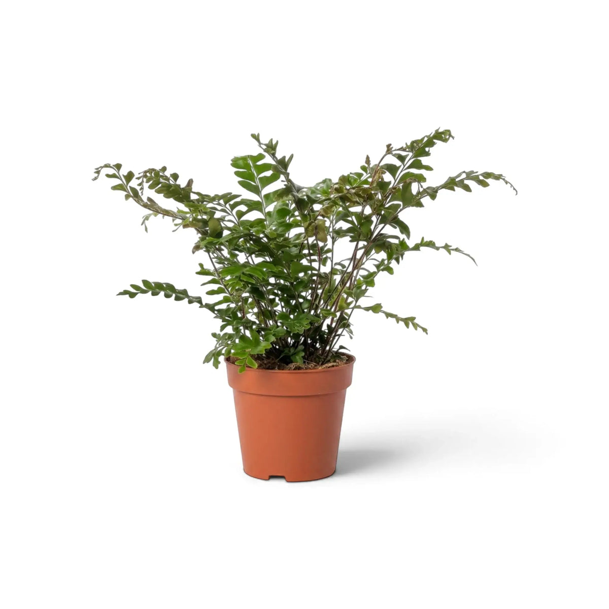 Mahogany Fern in a nursery pot, showing dense upright growth and finely divided green fronds