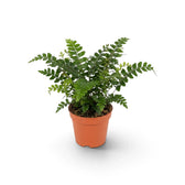 Didymochlaena sp. (Mahogany Fern) with a broad crown of overlapping arching fronds