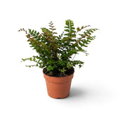 Potted Didymochlaena sp. showing multiple divided fronds rising from a compact central crown