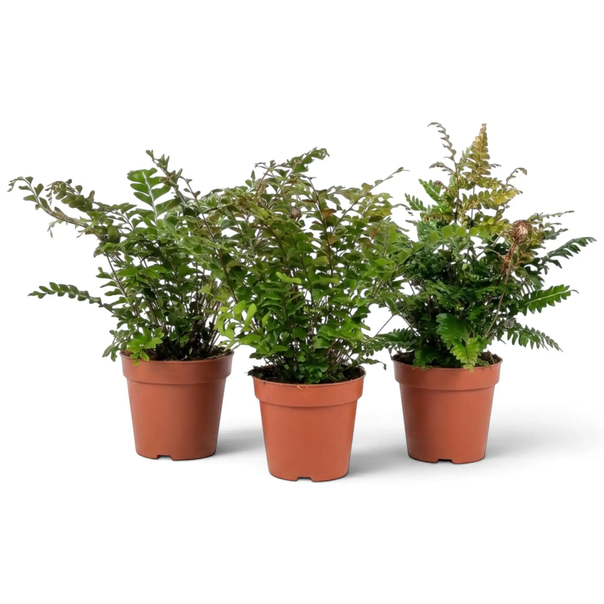 Mahogany Fern full plant with layered green fronds and small wedge-shaped leaflets