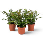 Didymochlaena sp. in a nursery pot, showing a full fern crown of broad arching fronds