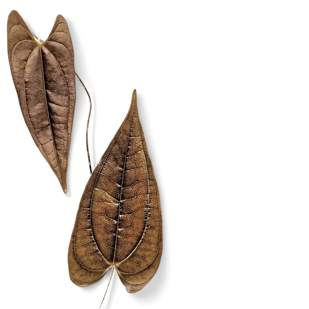 Dioscorea amaranthoides var. metallica – Blattdetail vor weißem Hintergrund..