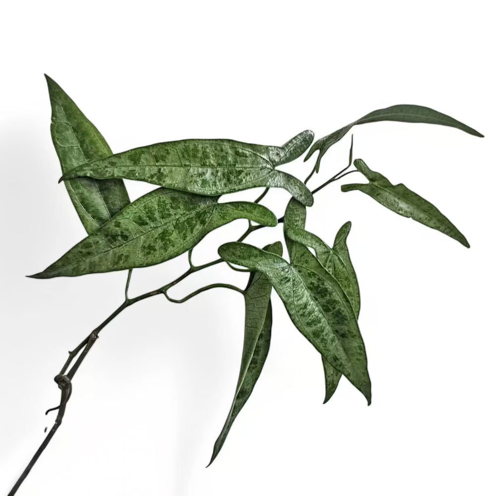 Dioscorea sp. Peru – Blattdetail vor weißem Hintergrund..