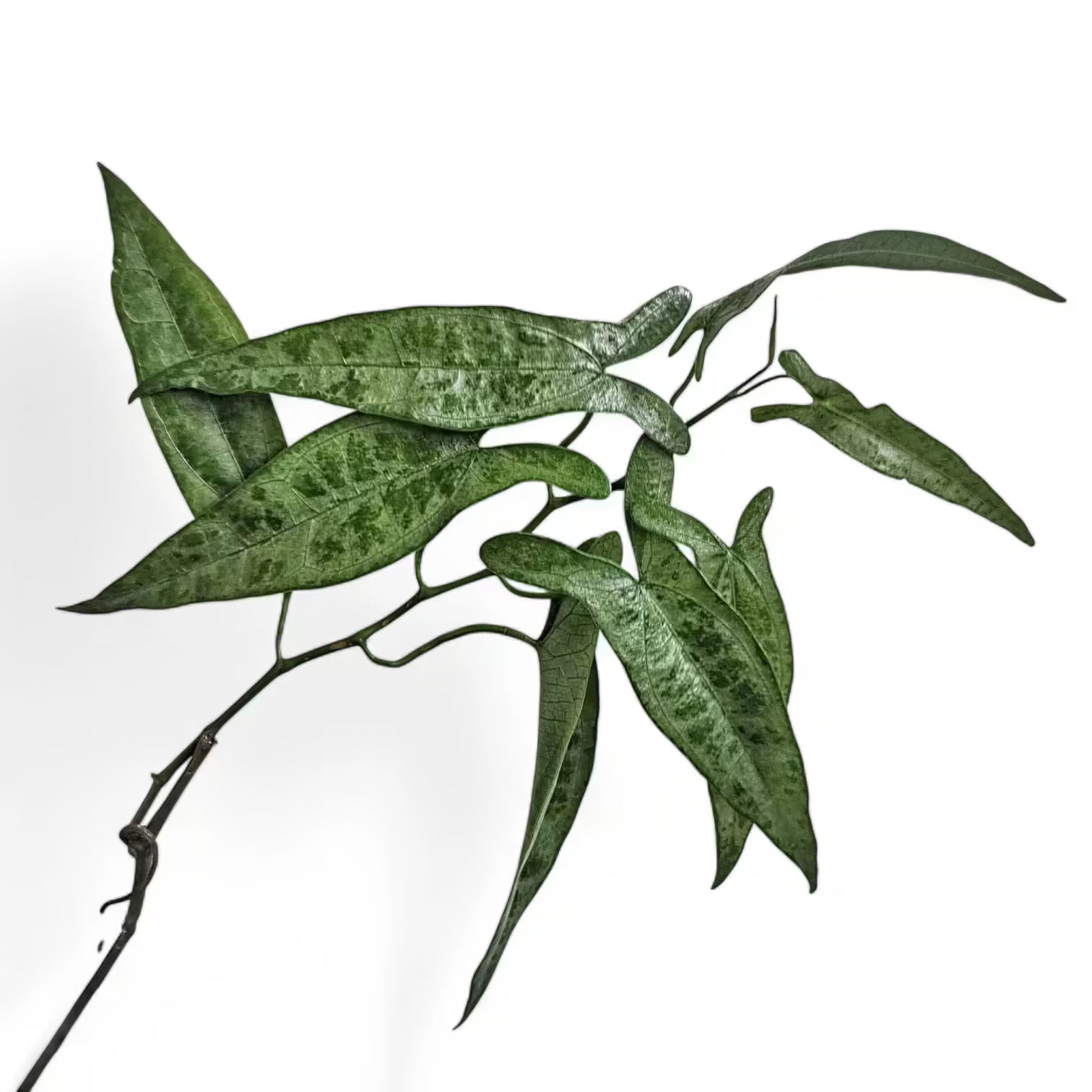 Dioscorea sp. Peru – Blattdetail vor weißem Hintergrund..