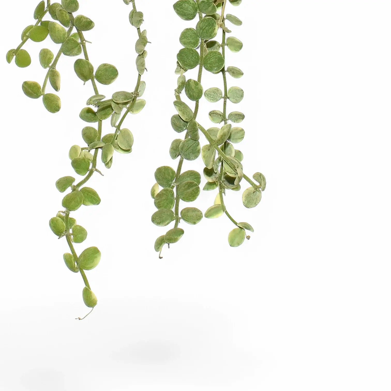 Dischidia nummularia 'Button' leaf close-up on white background.