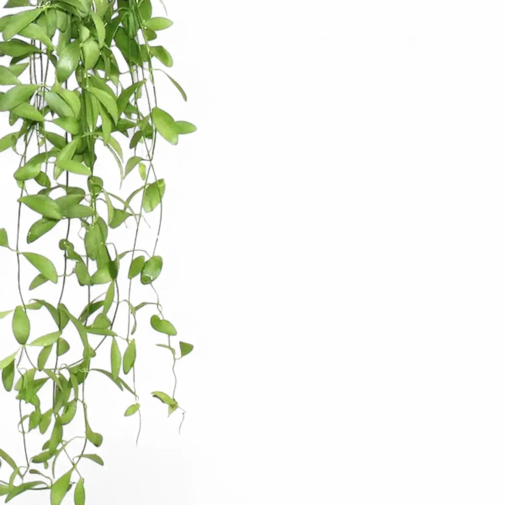 Dischidia oiantha – Blattdetail vor weißem Hintergrund..